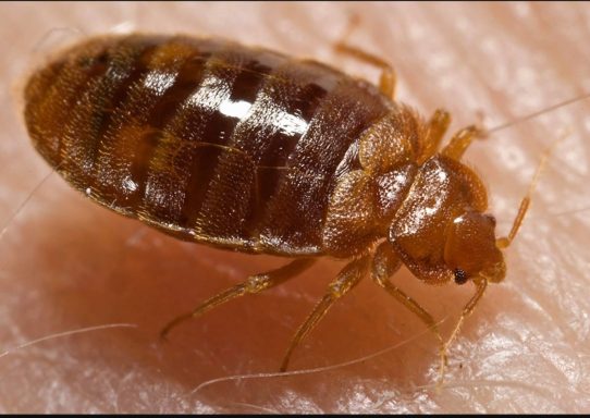 Bed Bug