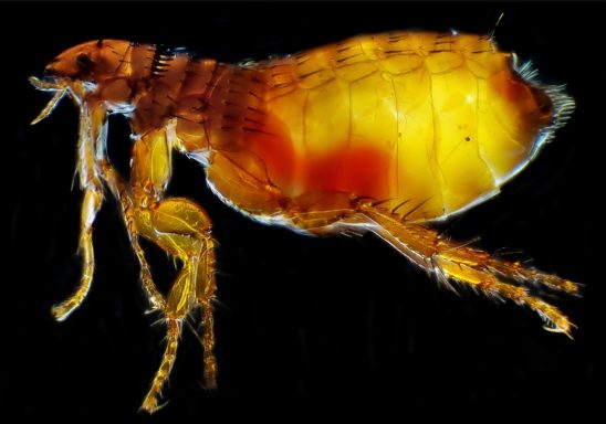 Cat Flea